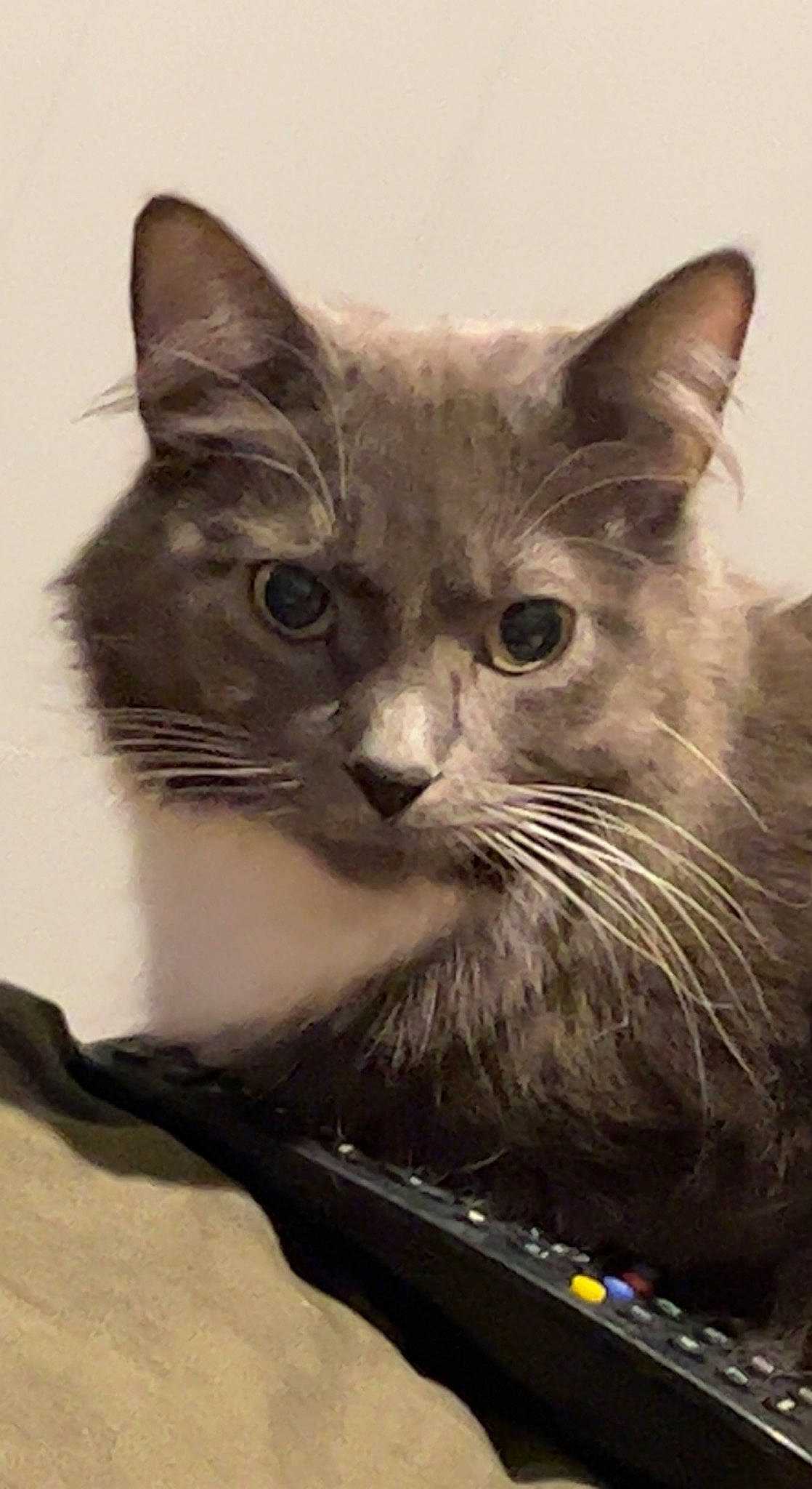 Boba joined the competition — help win amazing prizes! black_cat, box, carnivore, cat, domestic_short_haired_cat, felidae, fur, iris, paw, small_to_medium_sized_cats, snout, whiskers, window