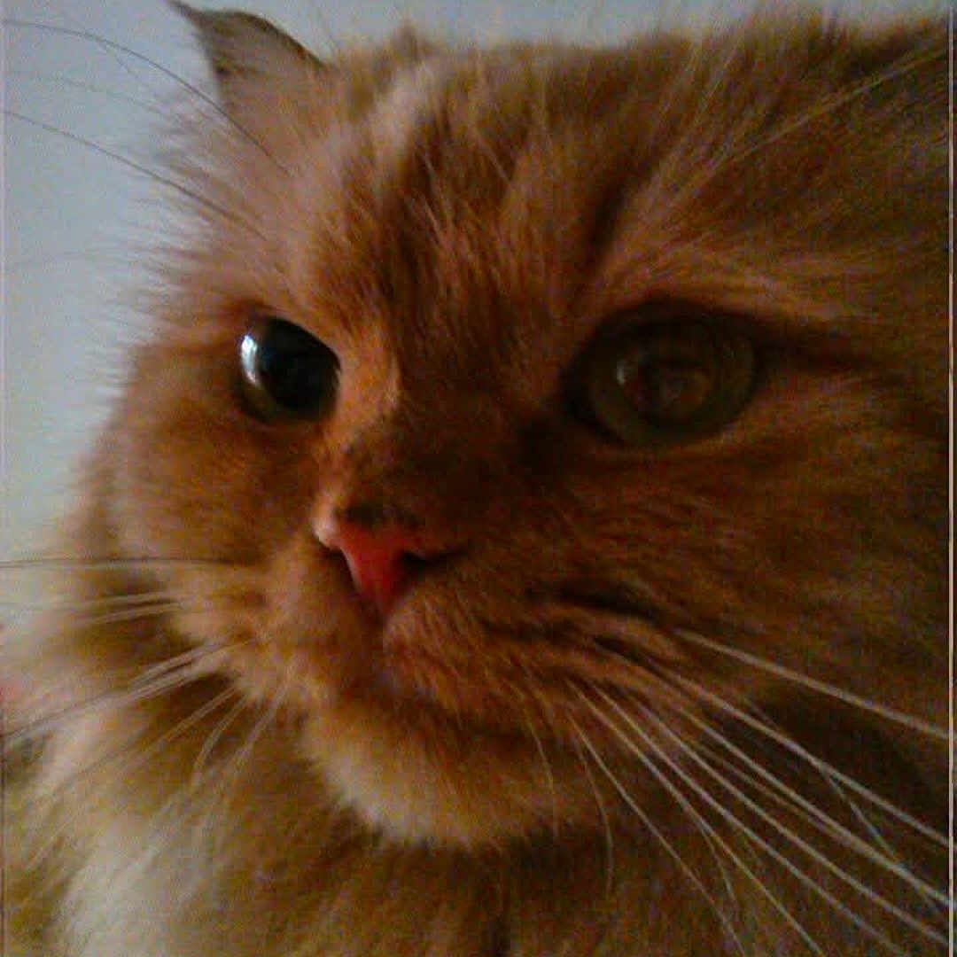 Lollipop is registered to the contest to win money with this photo: animal, cat, close_up, cute, domestic_cat, expression, eye, face, feline, fluffy, fur, indoor, mammal, nose, orange_cat, pet, portrait, soft_fur, whisker, whiskers