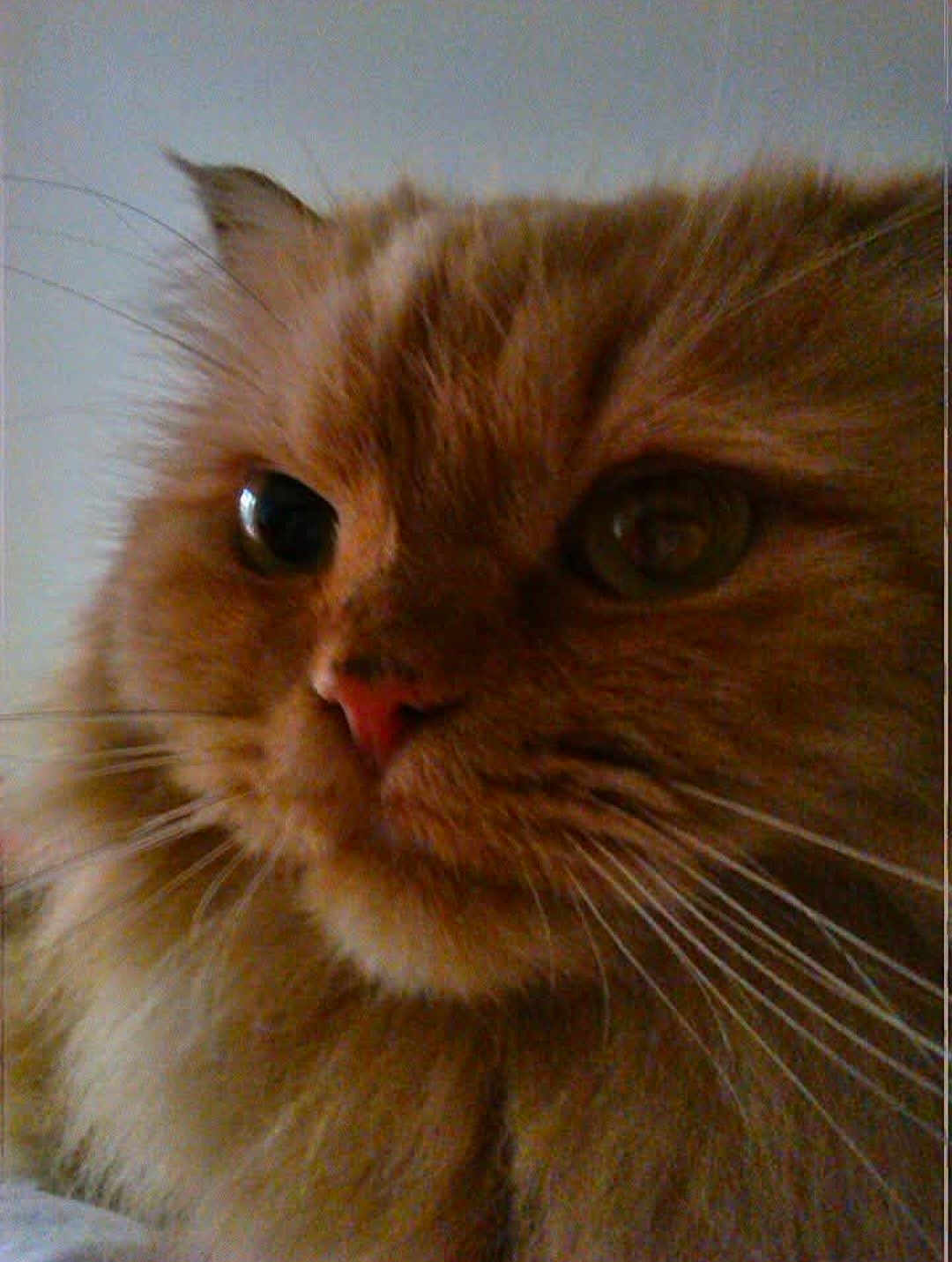 Lollipop is registered to the contest to win money with this photo: cat, orange_cat, fluffy, close_up, whiskers, pet, animal, feline, fur, cute, domestic_cat, face, portrait, indoor, mammal, whisker, nose, eye, expression, soft_fur