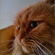 Lollipop joined the competition — help win amazing prizes! cat, orange_cat, close_up, whiskers, fur, pet, animal, portrait, feline, cute, domestic_cat, mammal, face, looking, curious, indoor, fluffy, nose, head, eye