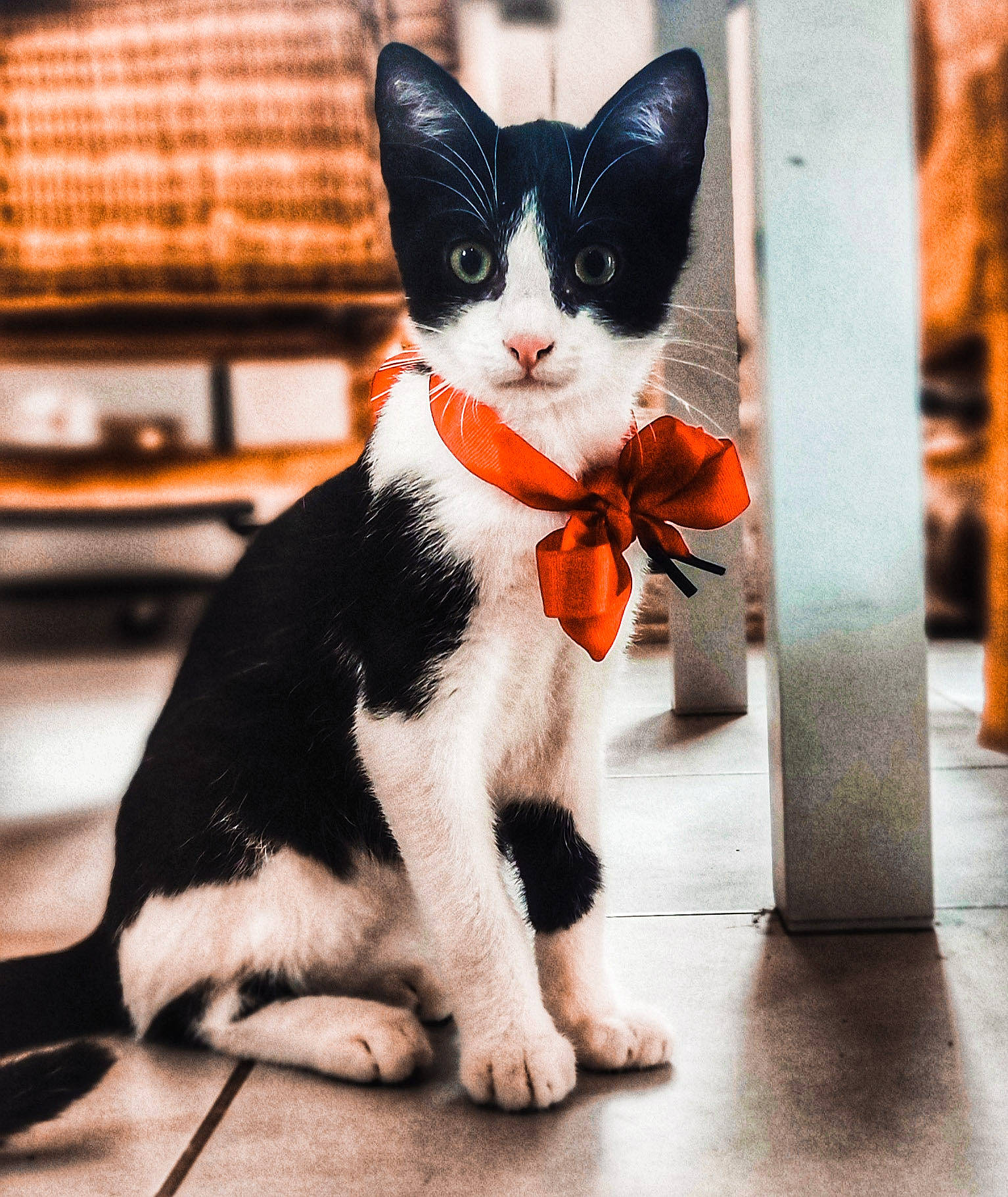 Figaro participe au concours pour gagner de l'argent avec cette photo : canidae, carmine, carnivore, cat, claw, domestic_short_haired_cat, felidae, flooring, formal_wear, fur, orange, paw, photo_caption, sitting, small_to_medium_sized_cats, snout, stuffed_toy, tail, toy, whiskers
