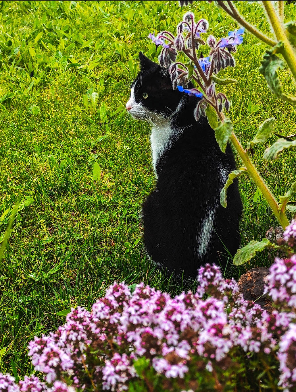 Figaro a rejoint le concours — aidez-le/la à gagner de superbes lots ! annual_plant, botany, carnivore, cat, felidae, flower, flowering_plant, garden, grass, groundcover, leaf, magenta, petal, plant, shrub, small_to_medium_sized_cats, spring, tail, tree, whiskers