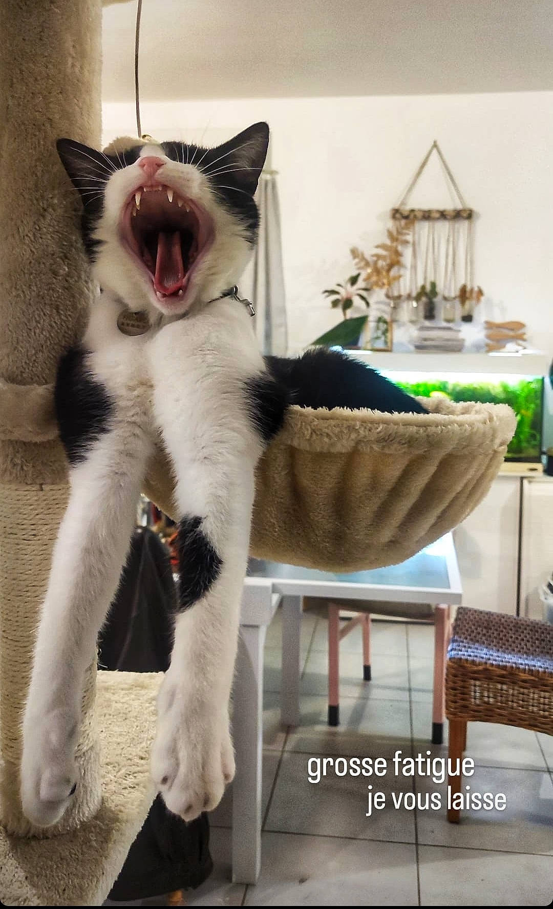 Figaro a rejoint le concours — aidez-le/la à gagner de superbes lots ! carnivore, cat, cat_furniture, chair, claw, collar, comfort, domestic_short_haired_cat, fang, felidae, formal_wear, fur, paw, small_to_medium_sized_cats, snout, tail, thai, whiskers, window, yawn