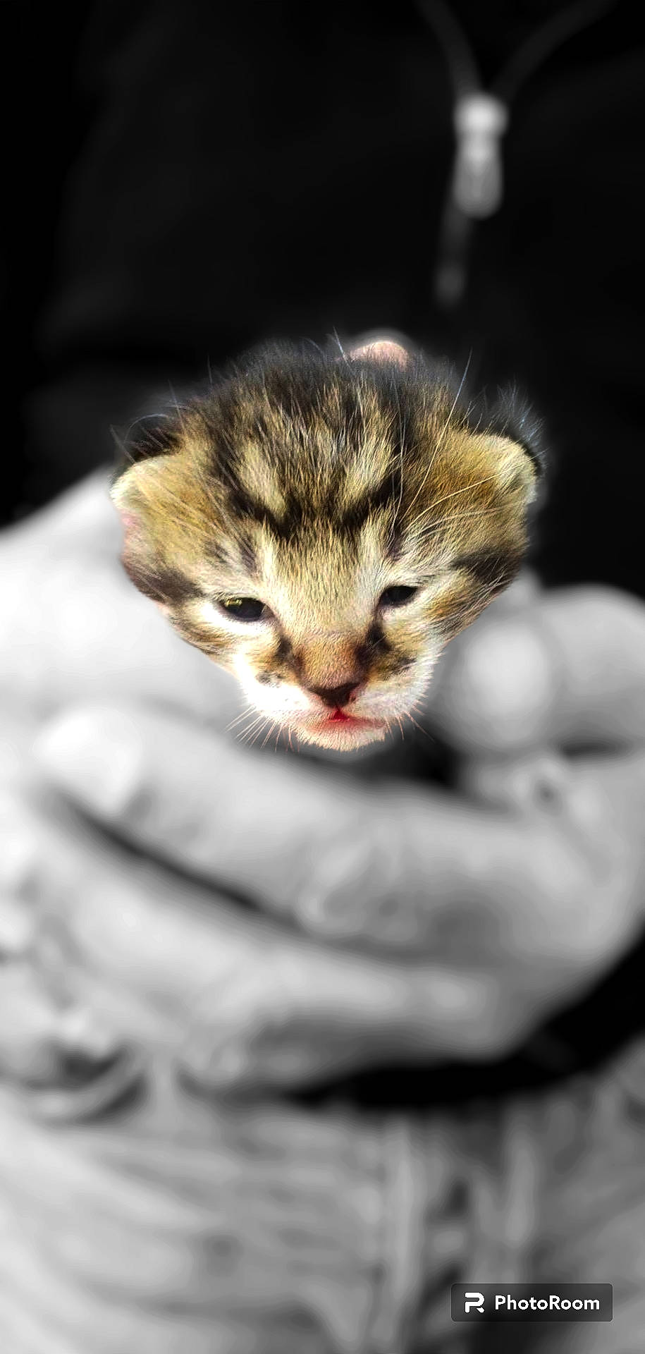 Berlioz participe au concours pour gagner de l'argent avec cette photo : carnivore, cat, claw, comfort, domestic_short_haired_cat, ear, fawn, felidae, fur, hand, nail, paw, small_to_medium_sized_cats, snout, tail, terrestrial_animal, whiskers, wildlife, wood