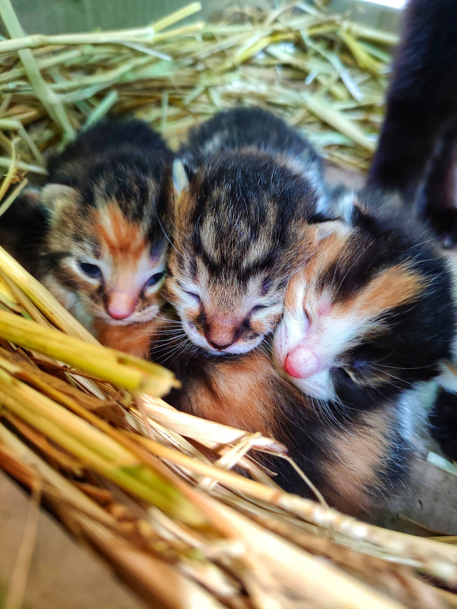 Berlioz a rejoint le concours — aidez-le/la à gagner de superbes lots ! animal_shelter, carnivore, cat, claw, comfort, domestic_short_haired_cat, fawn, felidae, fur, grass, mammal, paw, sleep, small_to_medium_sized_cats, snout, terrestrial_animal, vertebrate, whiskers, wildlife, wood