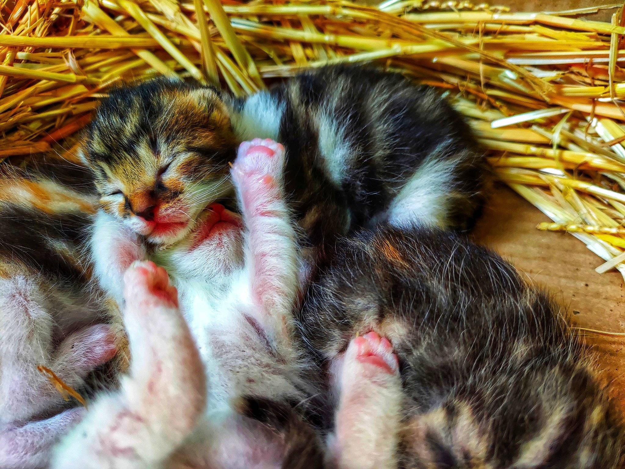 Berlioz participe au concours pour gagner de l'argent avec cette photo : carnivore, cat, claw, comfort, domestic_short_haired_cat, felidae, foot, fur, grass, mammal, nail, nap, paw, sleep, small_to_medium_sized_cats, snout, tail, terrestrial_animal, toe, whiskers