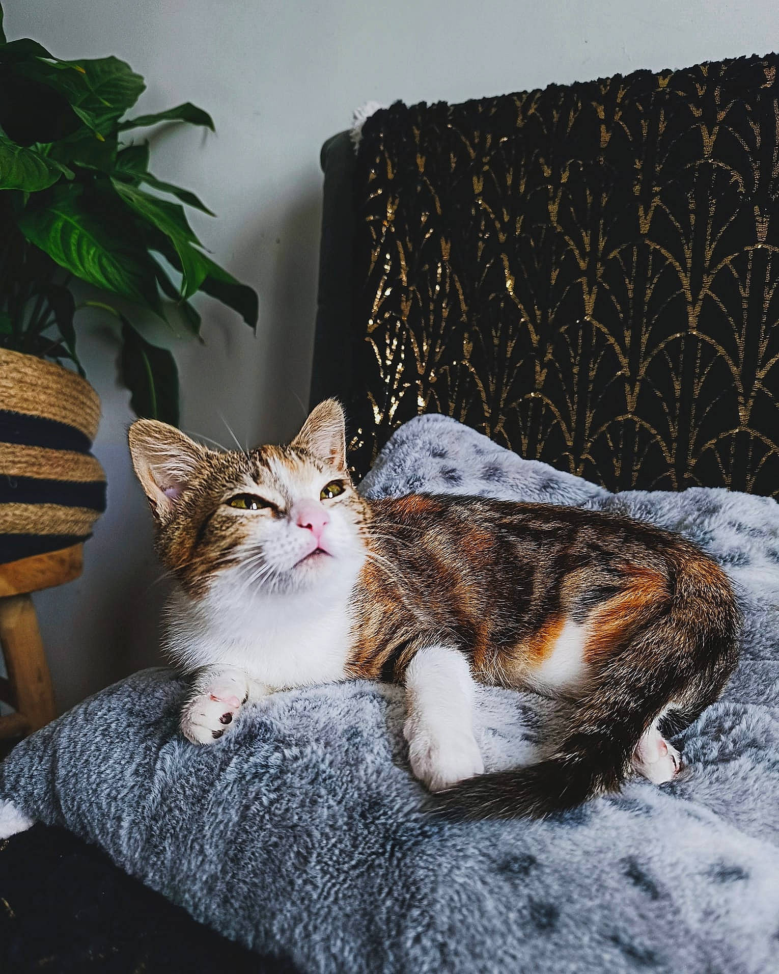 Chouquette a rejoint le concours — aidez-le/la à gagner de superbes lots ! carnivore, cat, cat_supply, claw, comfort, couch, domestic_short_haired_cat, felidae, fur, houseplant, linens, paw, plant, sitting, small_to_medium_sized_cats, snout, tail, terrestrial_animal, tree, whiskers