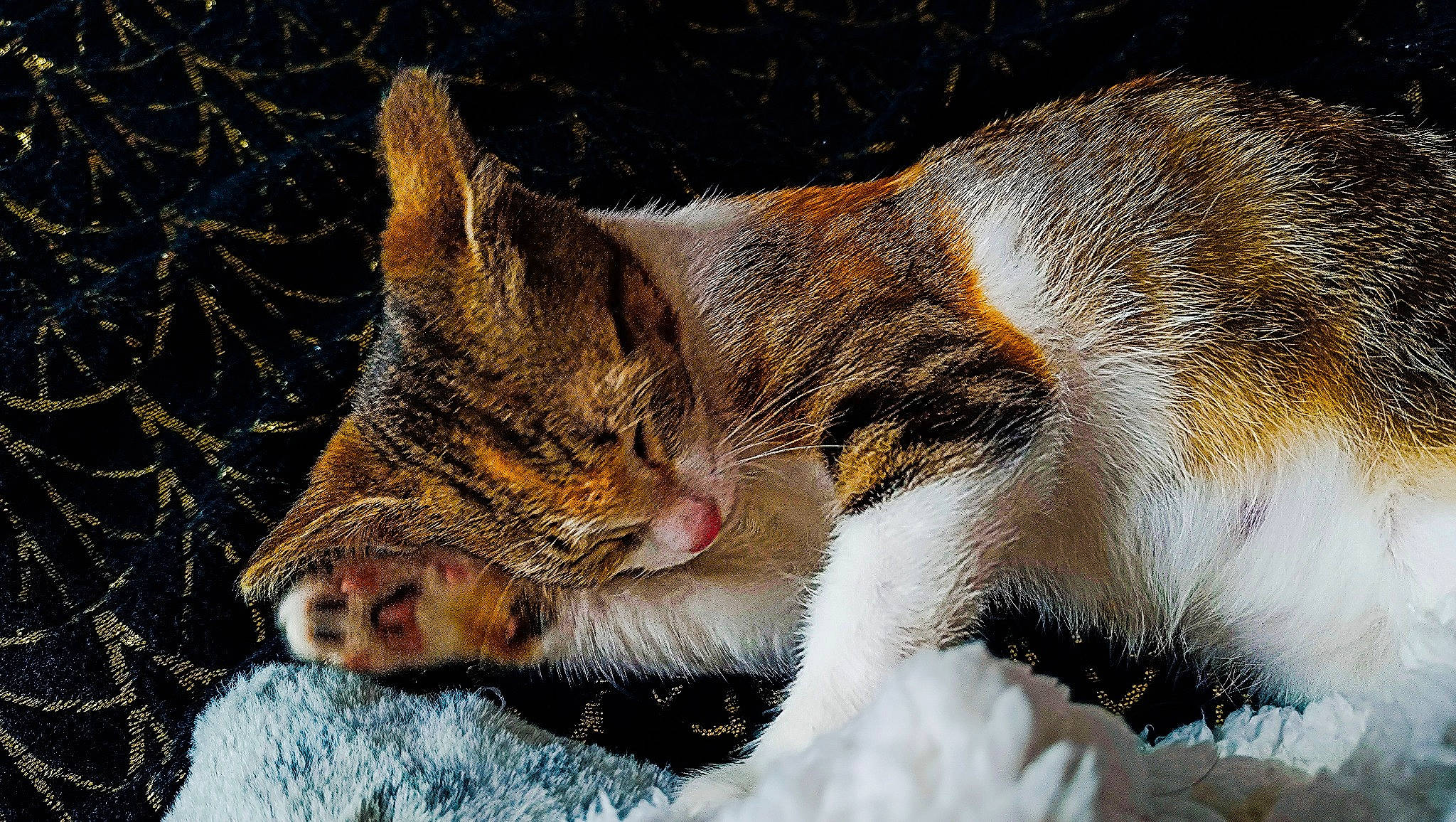 Chouquette participe au concours pour gagner de l'argent avec cette photo : carnivore, cat, claw, domestic_short_haired_cat, fawn, felidae, foot, fur, grass, nap, paw, sleep, small_to_medium_sized_cats, snout, tail, terrestrial_animal, whiskers, wildlife, winter