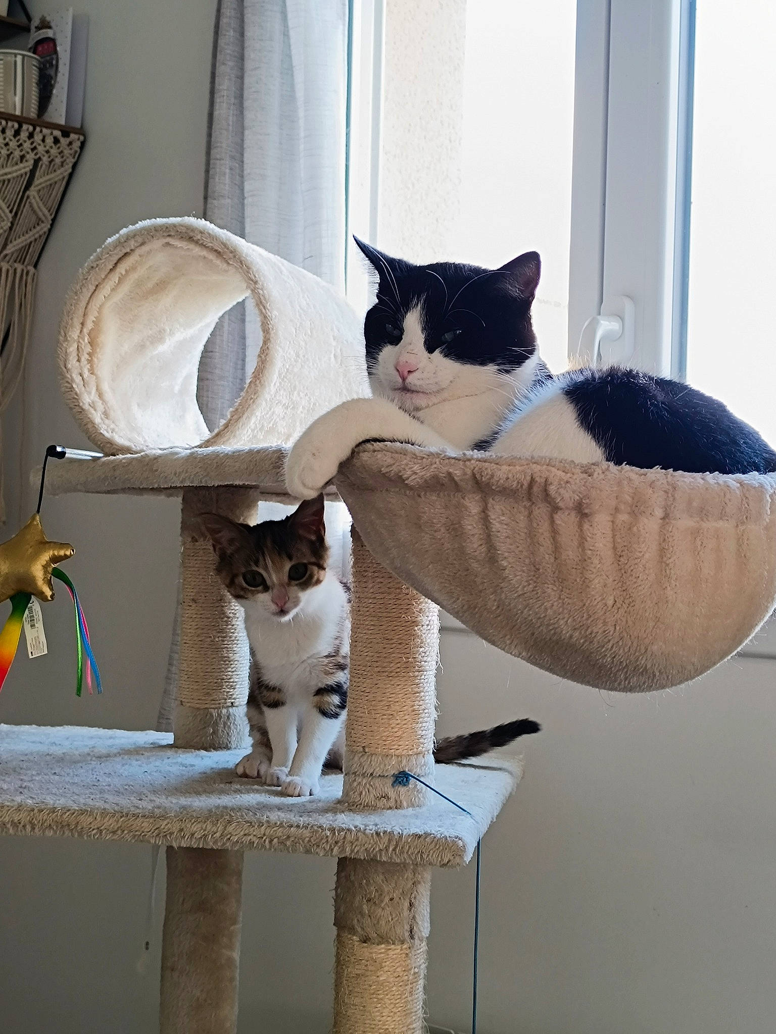 Chouquette a rejoint le concours — aidez-le/la à gagner de superbes lots ! carnivore, cat, cat_supply, comfort, curtain, domestic_short_haired_cat, fawn, felidae, fur, hardwood, linens, pet_supply, room, shelf, small_to_medium_sized_cats, tail, vertebrate, whiskers, window, wood