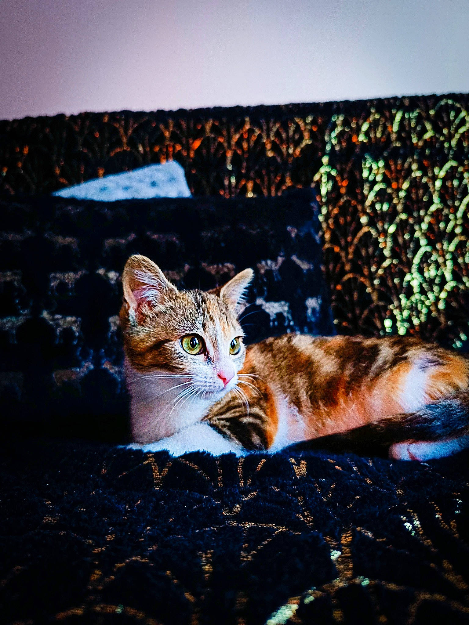 Chouquette a rejoint le concours — aidez-le/la à gagner de superbes lots ! carnivore, cat, comfort, couch, darkness, domestic_short_haired_cat, fawn, felidae, fur, grass, sky, small_to_medium_sized_cats, snout, tail, tints_and_shades, tree, whiskers, wildlife, window, wood