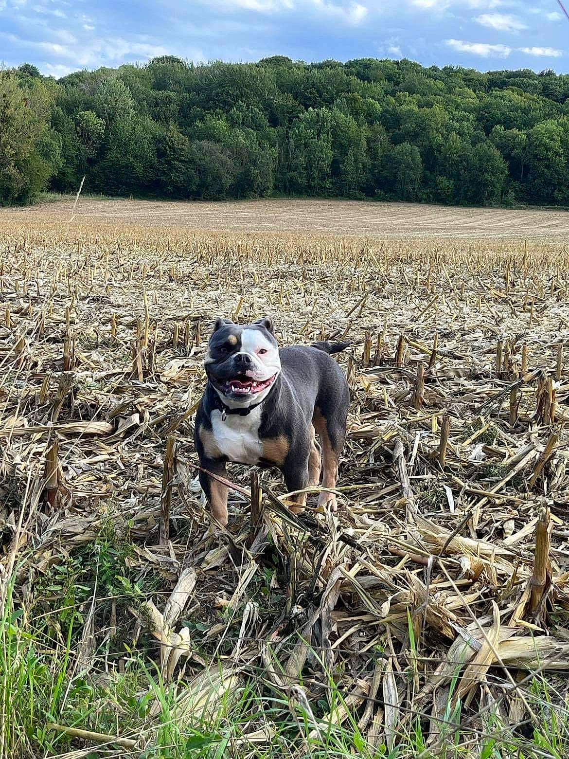 Smokie a rejoint le concours — aidez-le/la à gagner de superbes lots ! agriculture, carnivore, cloud, companion_dog, dog, dog_breed, farmer, farmworker, fawn, field, grass, grass_family, grassland, landscape, plant, sky, soil, sporting_group, tree, working_animal