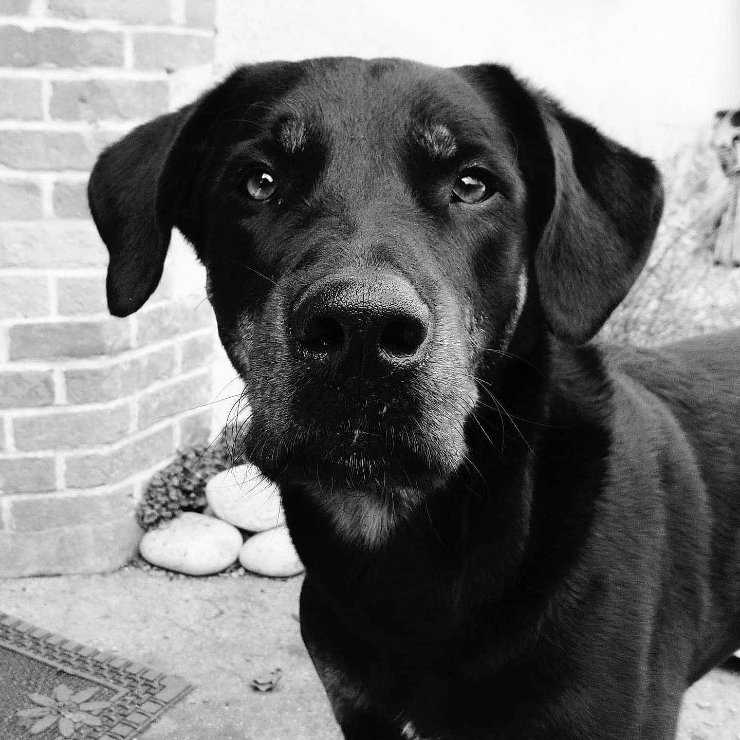 Beethoven a rejoint le concours — aidez-le/la à gagner de superbes lots ! beagador, black, black_and_white, borador, canidae, carnivore, dog, dog_breed, hunting_dog, labrador_retriever, mammal, nose, photography, pointing_breed, retriever, snout, sporting_group, vertebrate, whiskers