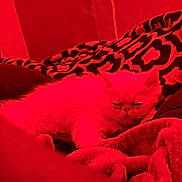 Casper Anderson joined the competition — help win amazing prizes! cat, animal, pet, blanket, patterned_blanket, red_lighting, indoor, furry, cozy, resting, sleepy, grumpy, fur, home, soft_texture, relaxing, domestic_animal, cute, closeup, comfort