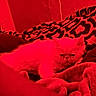 cat, animal, pet, blanket, patterned_blanket, red_lighting, indoor, furry, cozy, resting, sleepy, grumpy, fur, home, soft_texture, relaxing, domestic_animal, cute, closeup, comfort