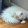 cat, white_cat, fluffy, sleeping, toy_mouse, wooden_floor, indoor, pet, cozy, corner, fur, animal, cute, domestic, resting, small_toy, floor, house, feline, relaxing
