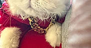 Casper Anderson is registered to the contest to win money with this photo: cat, white_cat, fluffy, hoodie, red_clothing, gold_chain, pet, indoor, close_up, fur, whiskers, animal, cute, fashion, accessory, mammal, portrait, attitude, cozy, domestic_animal