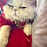 cat, white_cat, fluffy, hoodie, red_clothing, gold_chain, pet, indoor, close_up, fur, whiskers, animal, cute, fashion, accessory, mammal, portrait, attitude, cozy, domestic_animal