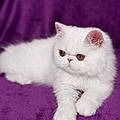 Casper A.