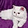 Casper A.