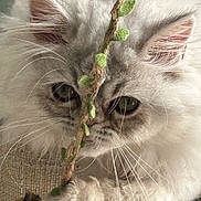Daysi a rejoint le concours — aidez-le/la à gagner de superbes lots ! cat, white_cat, fluffy, whiskers, rope_toy, closeup, pet, animal, feline, curious, playful, indoor, fur, ears, paws, texture, natural_light, close_up, cute, focused