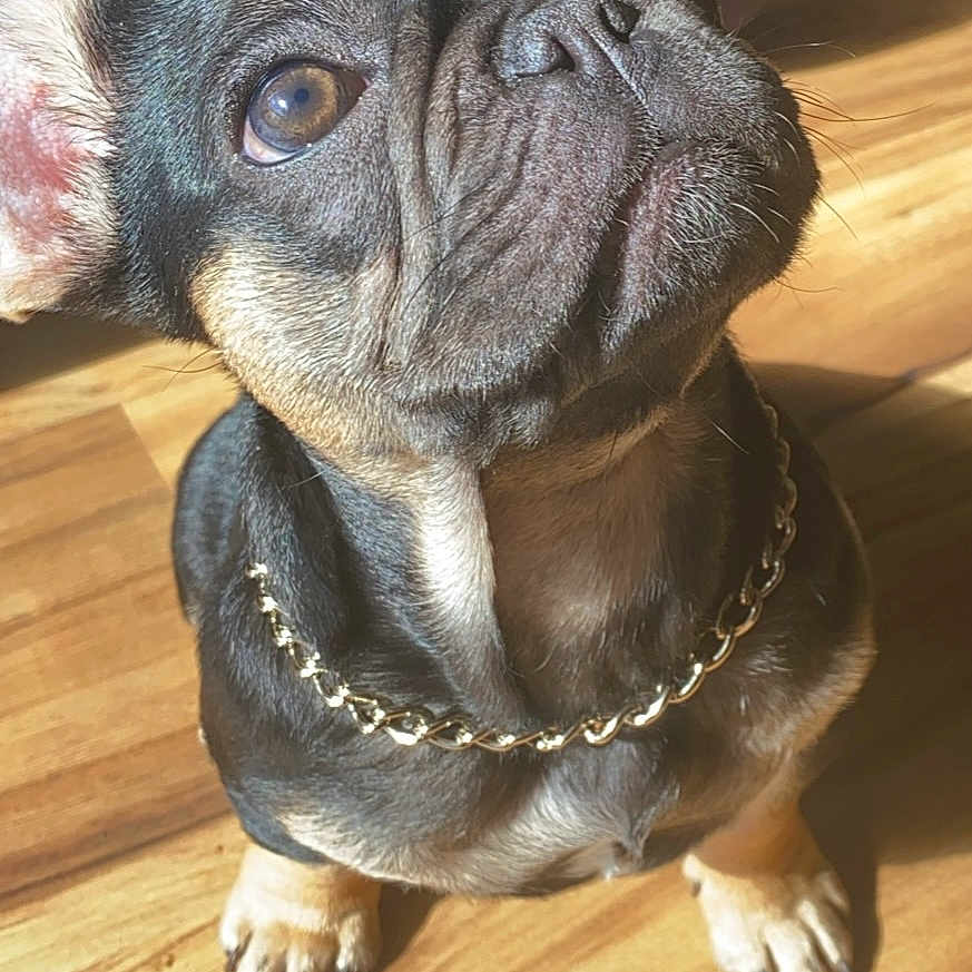 Jimmy joined the competition — help win amazing prizes! adorable, animal, brown_eyes, canine, chain_collar, close_up, cute, dog, domestic_animal, french_bulldog, fur, indoor, looking_up, pet, puppy, sitting, small_dog, sunlight, wooden_floor, wrinkles