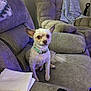 Tessa is registered to the contest to win money with this photo: dog, small_dog, pet, couch, living_room, remote_control, blanket, napkins, furniture, indoor, seat, collar, fur, ears, tail, household, relaxation, comfort, cute, watching