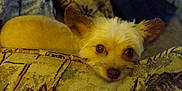 Tessa is registered to the contest to win money with this photo: dog, small_dog, face, cushion, blanket, indoor, cozy, pattern, fur, ears, pet, animal, resting, looking, brown, yellow, living_room, soft_light, comfort, home