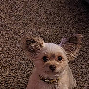 Tessa joined the competition — help win amazing prizes! dog, small_dog, fluffy, ears, pet, indoor, carpet, curious, collar, tag, brown, white, animal, cute, companion, domestic, looking, sitting, fur, portrait