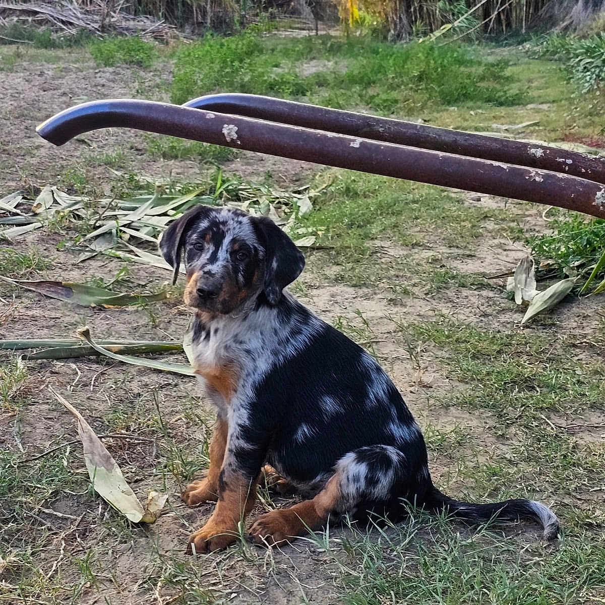 Cottone participe au concours pour gagner de l'argent avec cette photo : animal, architecture, backyard, building, canine, dog, grass, herbal, herbs, nature, outdoors, pet, plant, puppy, rock, shelter, soil, tree, vegetation, yard