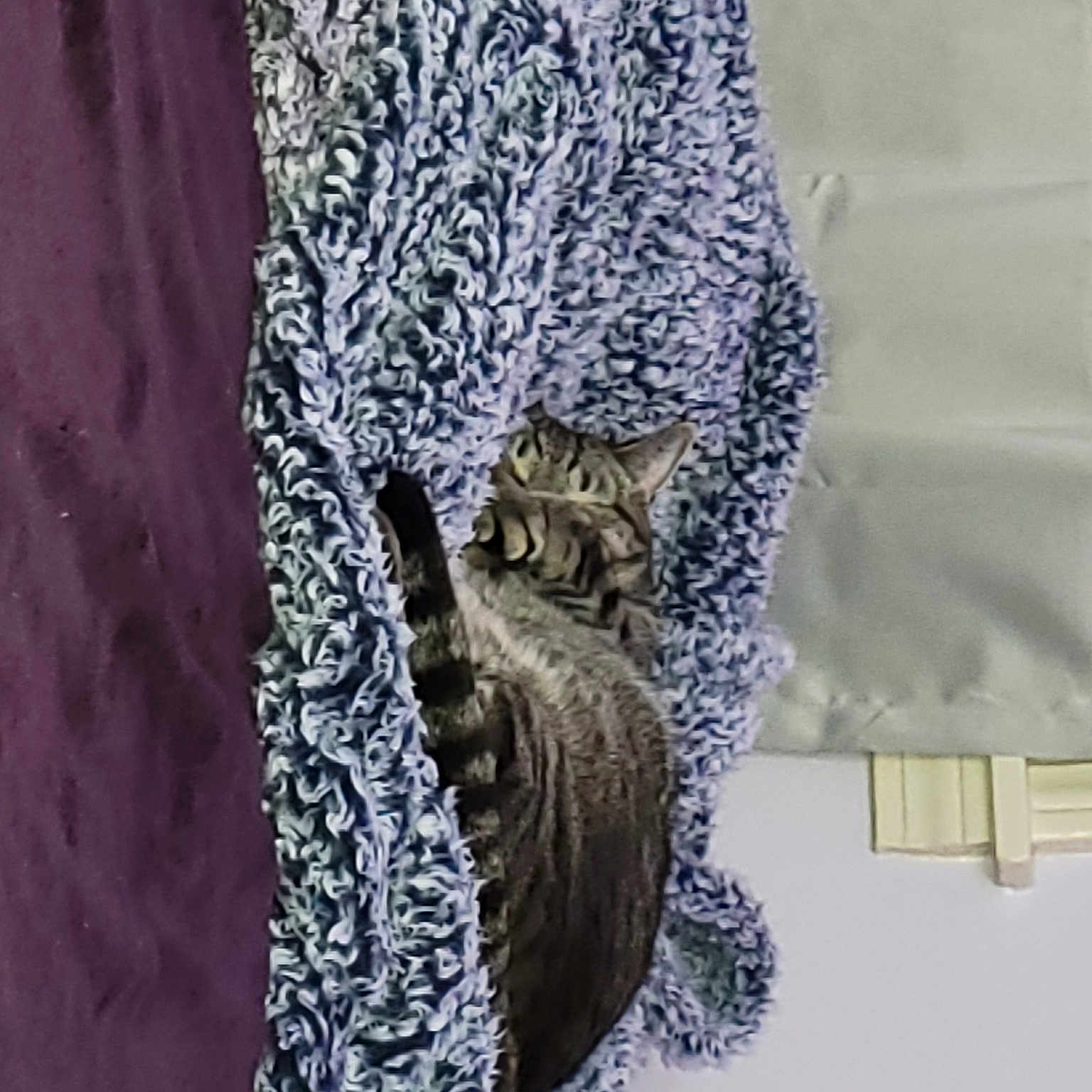 Venus is registered to the contest to win money with this photo: bird, bird_of_prey, chair, day_dress, dress, fashion_accessory, feather, felidae, great_horned_owl, grey, linens, owl, pattern, purple, sleeve, small_to_medium_sized_cats, t_shirt, tail, textile, wood