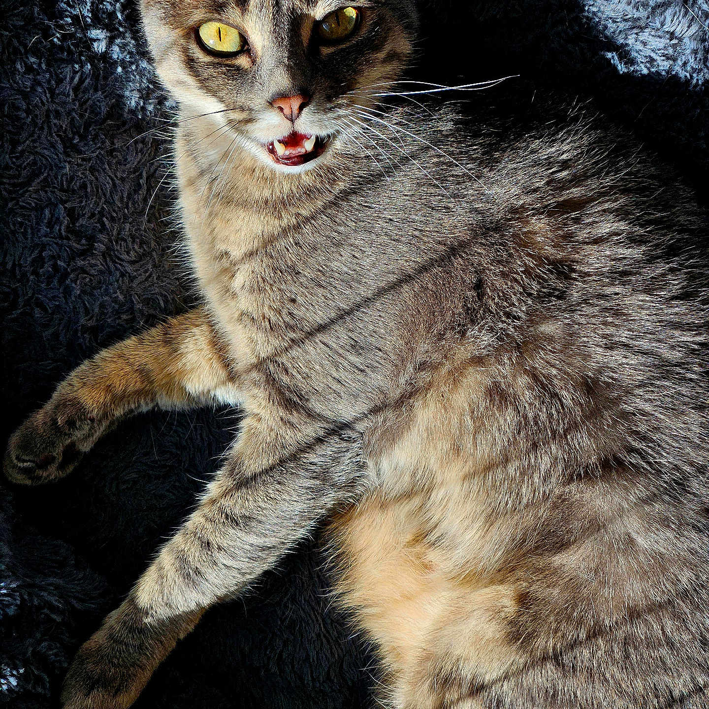 Melie a rejoint le concours — aidez-le/la à gagner de superbes lots ! abyssinian, angora, animal, cat, kitten, manx, pet, siamese