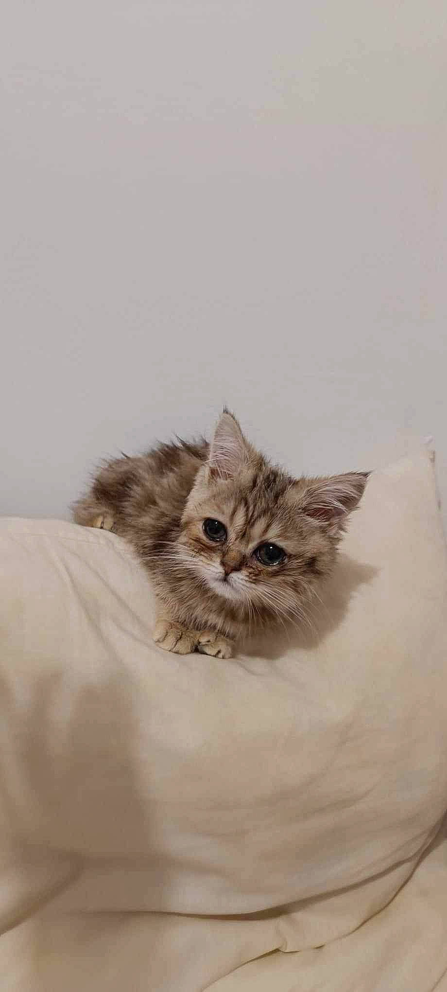 Umi a rejoint le concours — aidez-le/la à gagner de superbes lots ! carnivore, cat, claw, comfort, domestic_short_haired_cat, felidae, fur, paw, small_to_medium_sized_cats, snout, tail, terrestrial_animal, whiskers