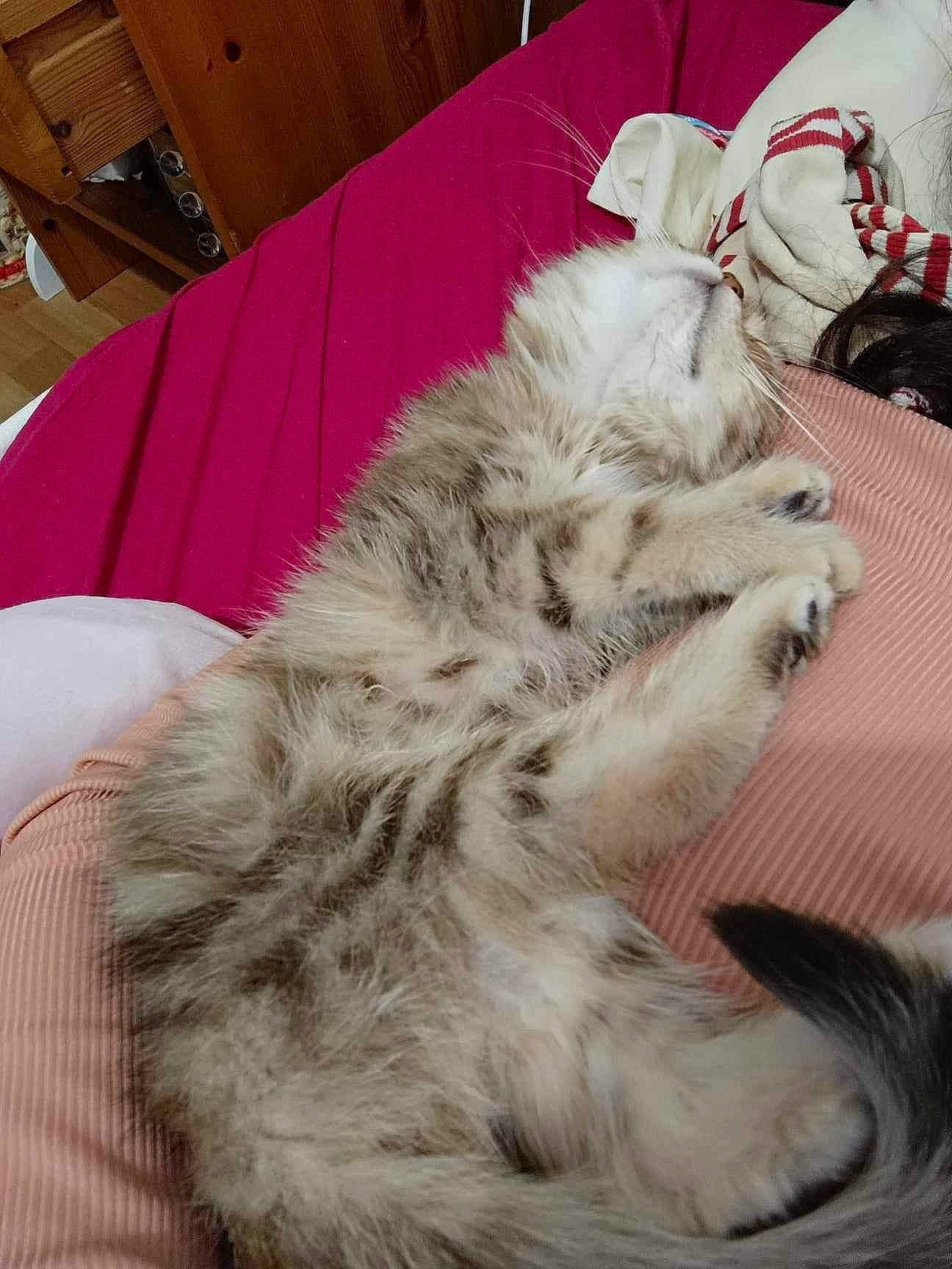 Umi a rejoint le concours — aidez-le/la à gagner de superbes lots ! canidae, carnivore, cat, claw, comfort, companion_dog, dog_breed, fawn, felidae, fur, fur_clothing, human_leg, nap, natural_material, paw, small_to_medium_sized_cats, sporting_group, tail, whiskers