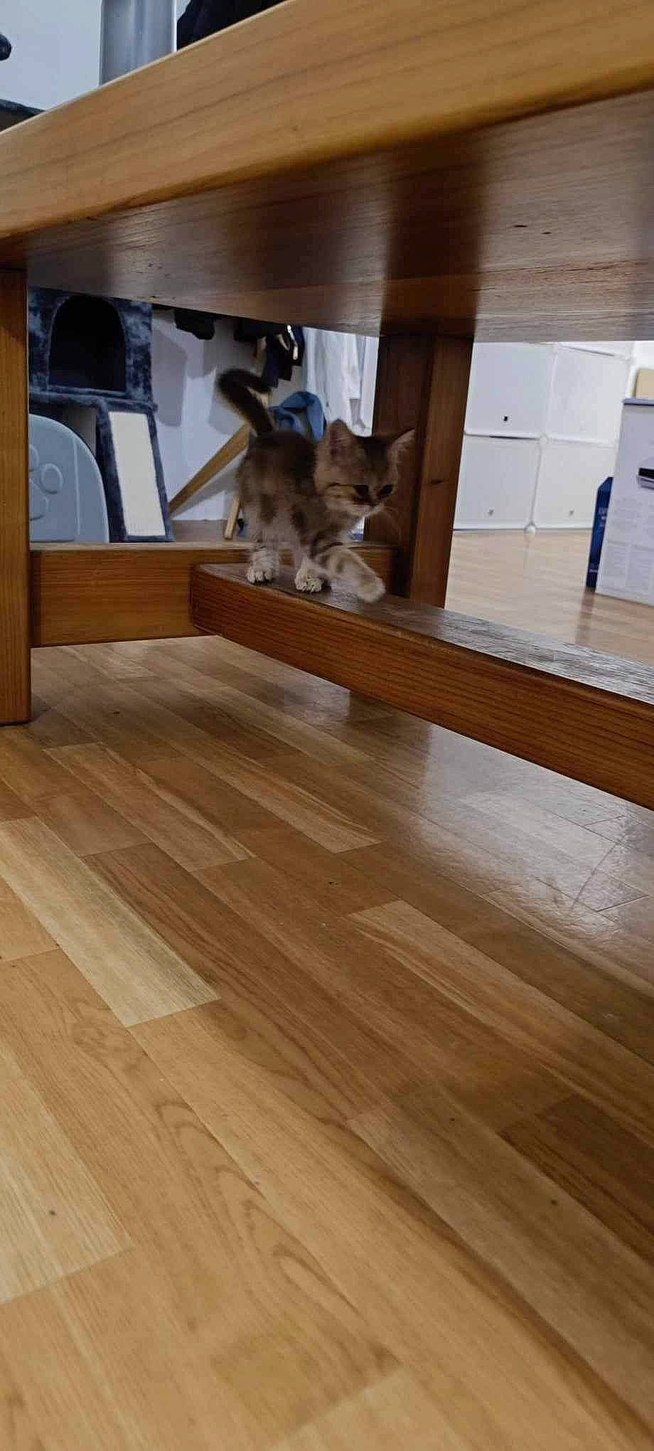 Umi a rejoint le concours — aidez-le/la à gagner de superbes lots ! brown, carnivore, cat, fawn, felidae, floor, flooring, hardwood, laminate_flooring, lumber, pattern, plank, plywood, room, small_to_medium_sized_cats, tree, varnish, wood, wood_flooring, wood_stain