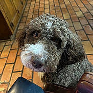 Captain Jack is registered to the contest to win money with this photo: animal, brown, cabinet, canine, chair, closeup, companion, curious, curly_hair, cute, dog, domestic_animal, flooring, fur, indoors, kitchen, looking_up, pet, tile_floor, white
