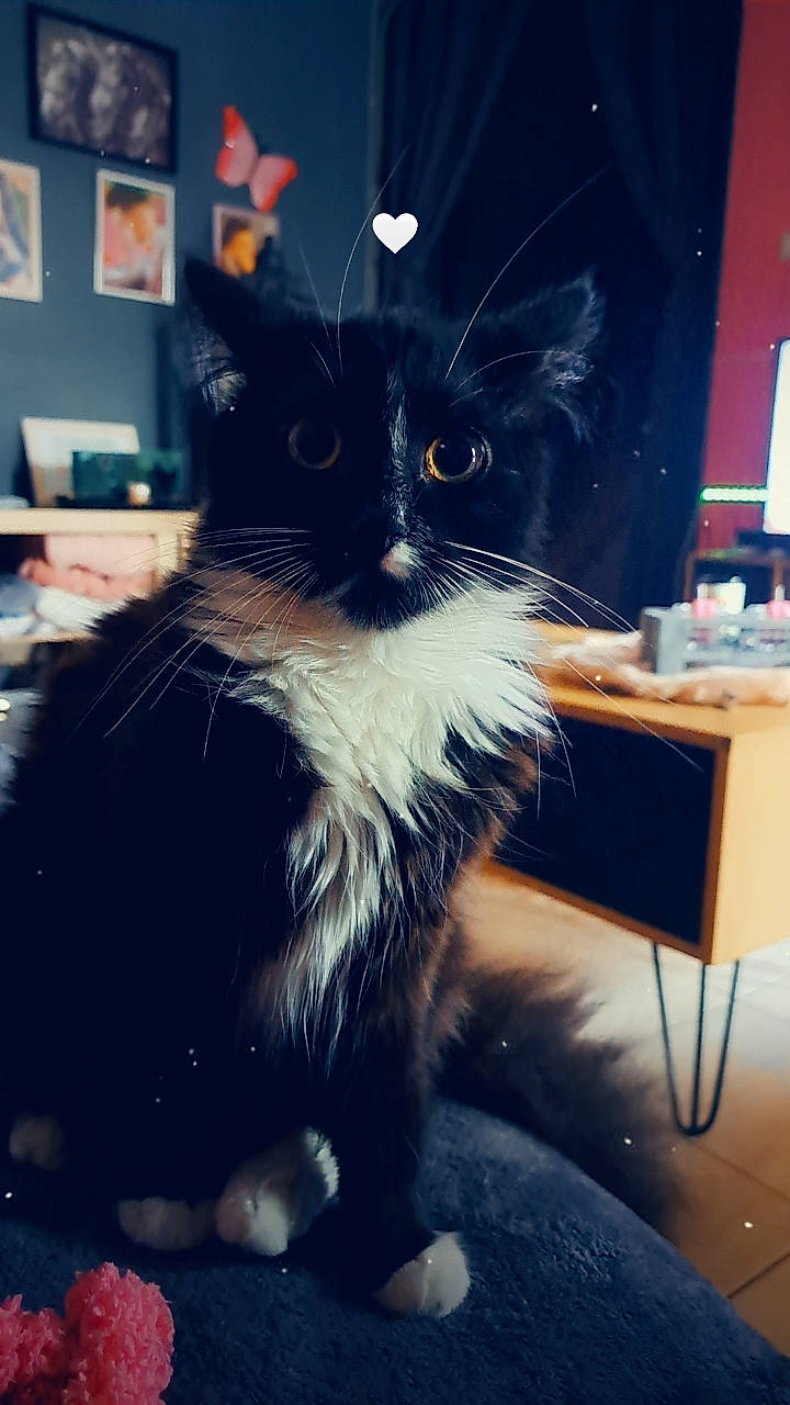 Tupac a rejoint le concours — aidez-le/la à gagner de superbes lots ! black_cat, carnivore, cat, comfort, domestic_short_haired_cat, electric_blue, felidae, flooring, flowerpot, fur, lap, paw, picture_frame, plant, sitting, small_to_medium_sized_cats, snout, tail, whiskers, window