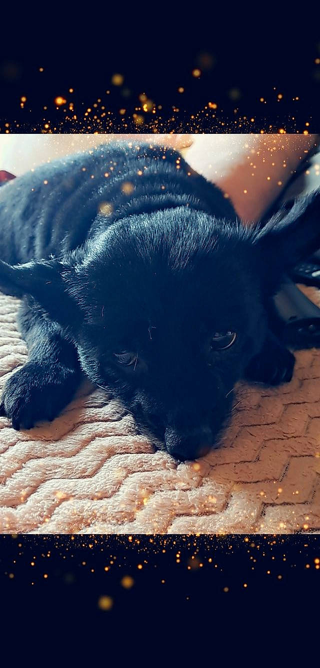 Belle a rejoint le concours — aidez-le/la à gagner de superbes lots ! art, borador, canidae, carnivore, companion_dog, darkness, dog, dog_breed, electric_blue, fawn, fur, guard_dog, plant, shadow, snout, sporting_group, terrestrial_animal, tints_and_shades, whiskers, working_animal