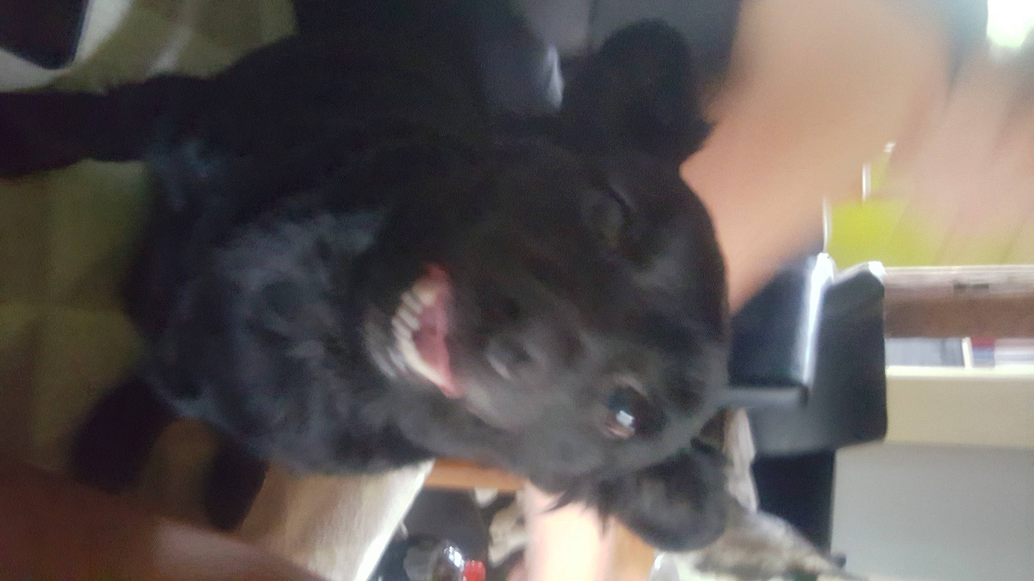 Belle participe au concours pour gagner de l'argent avec cette photo : canidae, carnivore, claw, comfort, companion_dog, dog_breed, ear, fang, felidae, fur, jaw, paw, small_to_medium_sized_cats, snout, sporting_group, tail, terrestrial_animal, whiskers