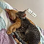 cat, cats, sleeping, snuggling, bed, bedspread, orange_cat, gray_cat, feline, pets, cozy, napping, indoor, cute, animal, resting, patterned_bedspread, affection, domestic_cat, two_cats
