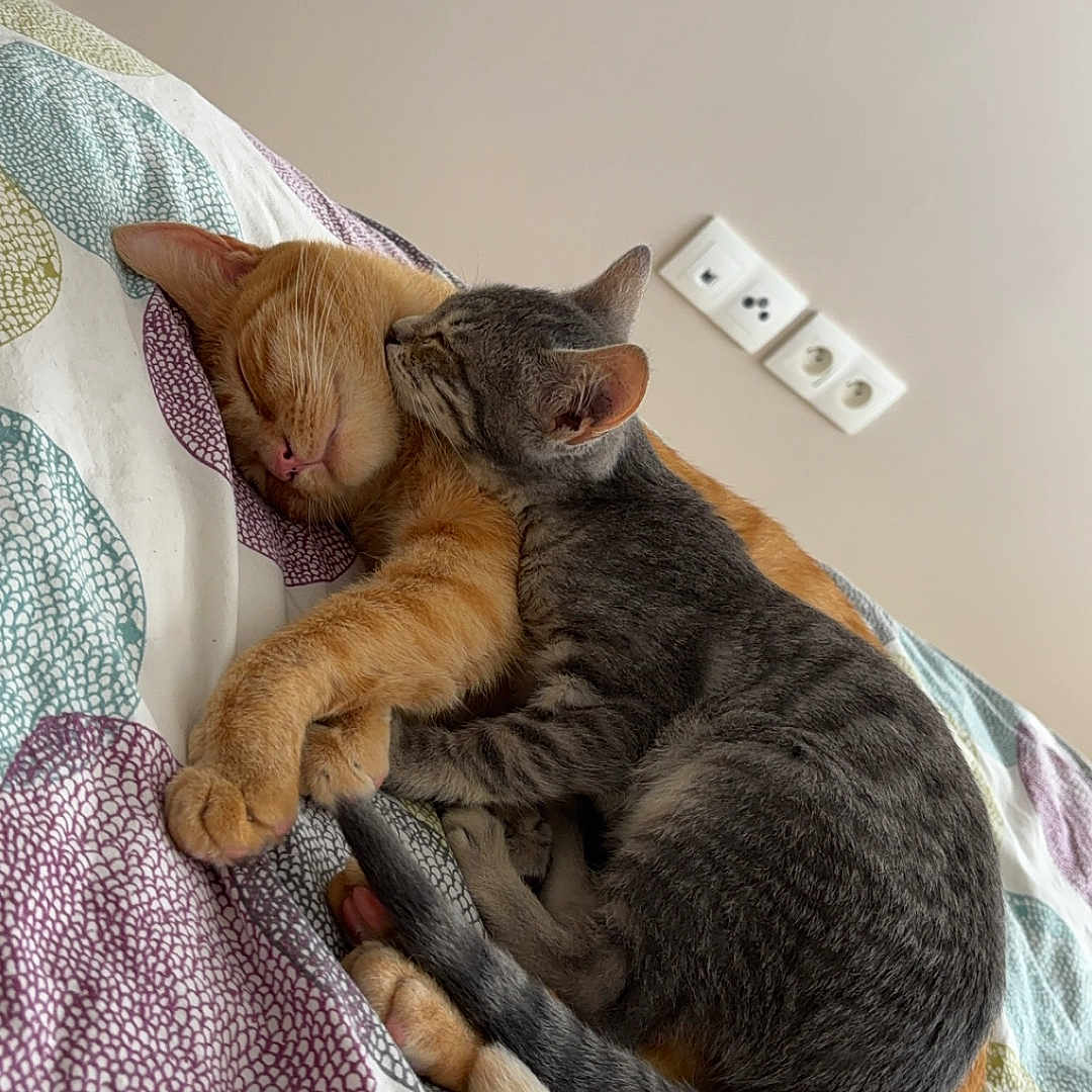 Mia participe au concours pour gagner de l'argent avec cette photo : affection, animal, bed, bedspread, cat, cats, cozy, cute, domestic_cat, feline, gray_cat, indoor, napping, orange_cat, patterned_bedspread, pets, resting, sleeping, snuggling, two_cats
