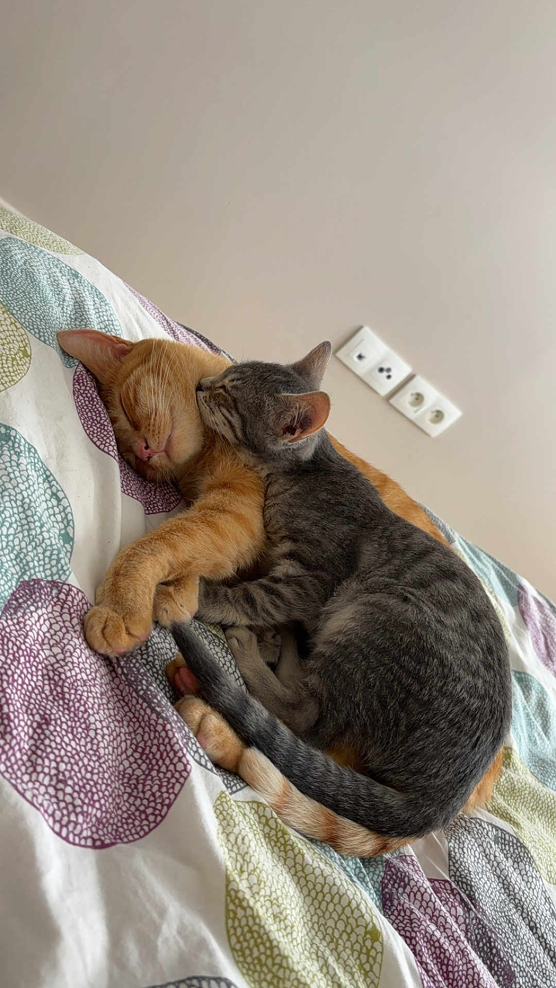 Mia participe au concours pour gagner de l'argent avec cette photo : cat, cats, sleeping, snuggling, bed, bedspread, orange_cat, gray_cat, feline, pets, cozy, napping, indoor, cute, animal, resting, patterned_bedspread, affection, domestic_cat, two_cats
