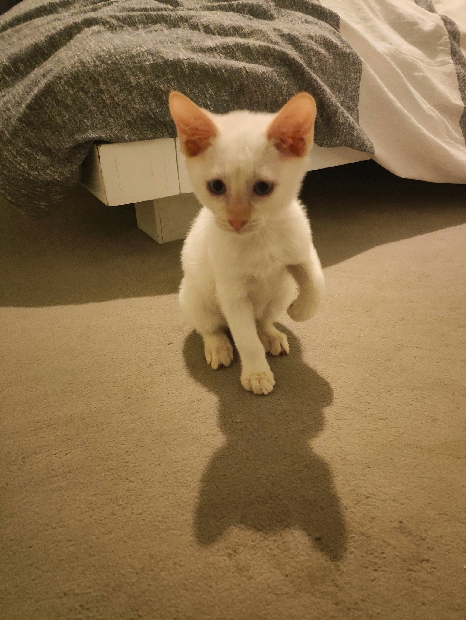 Shiro participe au concours pour gagner de l'argent avec cette photo : canidae, carnivore, cat, comfort, companion_dog, couch, dog_breed, domestic_short_haired_cat, fawn, felidae, flooring, fur, paw, shadow, small_to_medium_sized_cats, snout, tail, terrestrial_animal, whiskers, wood