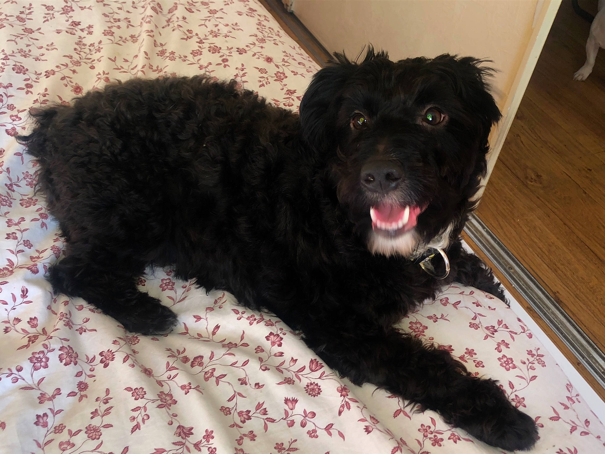 Simao participe au concours pour gagner de l'argent avec cette photo : american_water_spaniel, canidae, carnivore, cockapoo, companion_dog, dog, dog_breed, labradoodle, mammal, miniature_poodle, poodle, poodle_crossbreed, portuguese_water_dog, puppy, rare_breed_dog, schnoodle, spaniel, spanish_water_dog, sporting_group, vertebrate