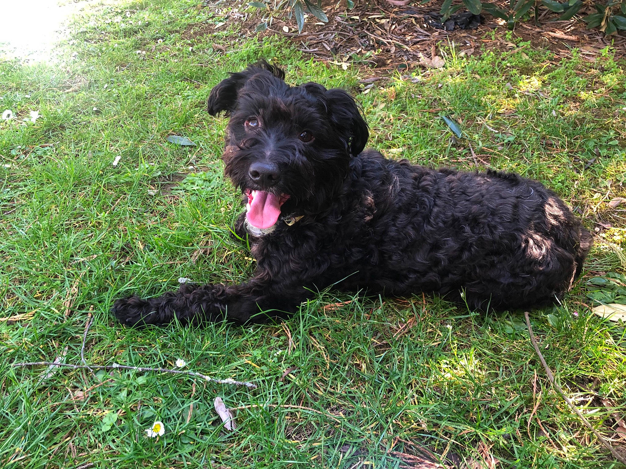 Simao a rejoint le concours — aidez-le/la à gagner de superbes lots ! borador, canidae, carnivore, companion_dog, dog, dog_breed, dog_collar, grass, groundcover, hunting_dog, non_sporting_group, plant, shrub, sporting_group, tail, terrestrial_animal, terrier, water_dog, working_animal