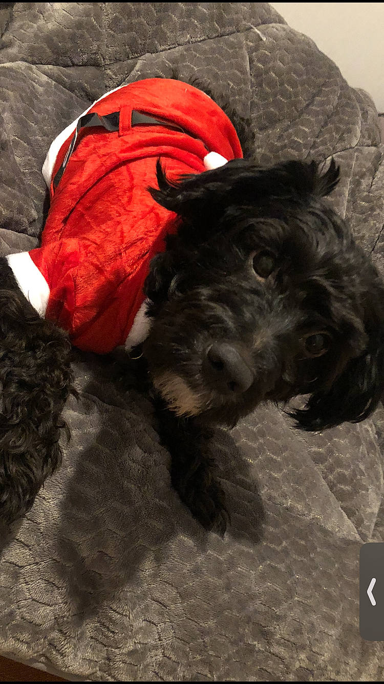 Simao a rejoint le concours — aidez-le/la à gagner de superbes lots ! bag, canidae, carnivore, collar, companion_dog, costume_accessory, dog, dog_breed, dog_clothes, dog_collar, dog_supply, fur, pet_supply, schnauzer, small_terrier, snout, sporting_group, terrier, toy_dog, working_animal