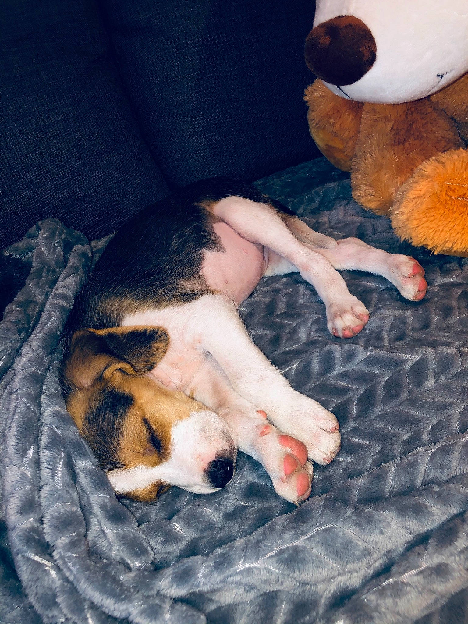 Roxy participe au concours pour gagner de l'argent avec cette photo : canidae, carnivore, comfort, companion_dog, dog, dog_breed, fawn, felidae, foot, fur, human_leg, mammal, nail, paw, small_to_medium_sized_cats, snout, tail, teddy_bear, toy, whiskers