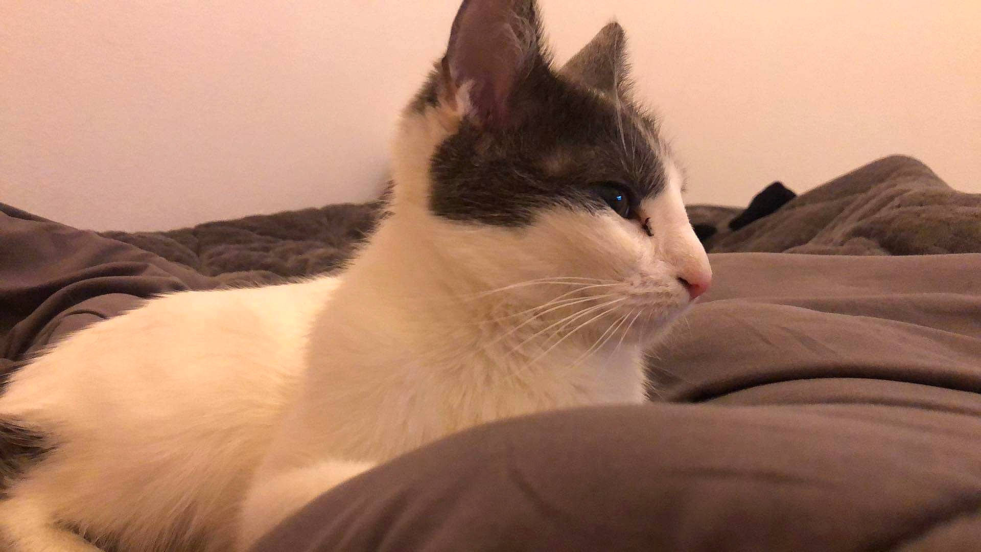 Katy participe au concours pour gagner de l'argent avec cette photo : carnivore, cat, comfort, domestic_short_haired_cat, felidae, fur, paw, sitting, small_to_medium_sized_cats, snout, tail, whiskers, window