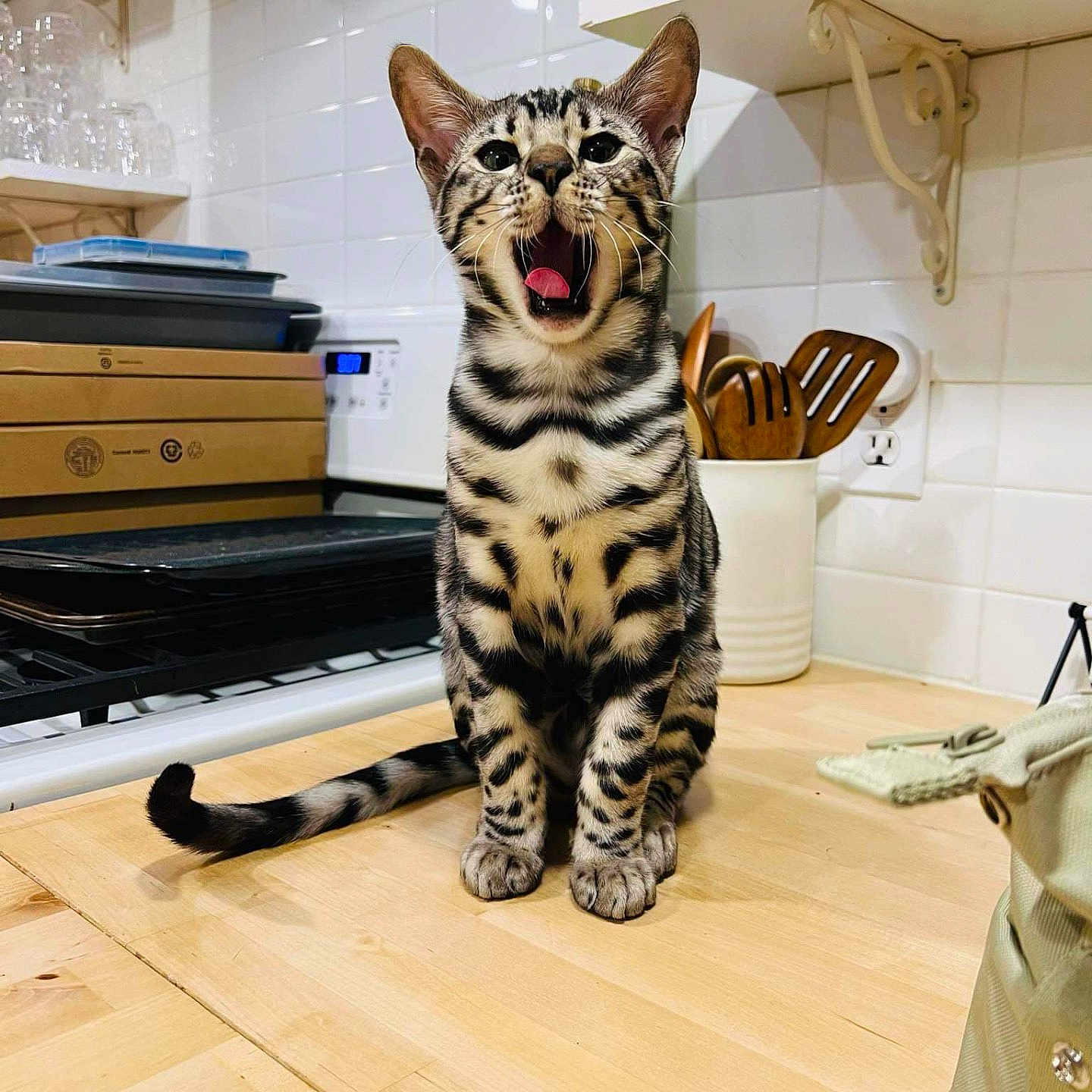 Parker joined the competition — help win amazing prizes! animal, architecture, bodypart, building, cat, doctor, furniture, hardwood, indoors, interiordesign, kitten, mouth, museum, ocelot, panther, person, pet, plywood, table, wood