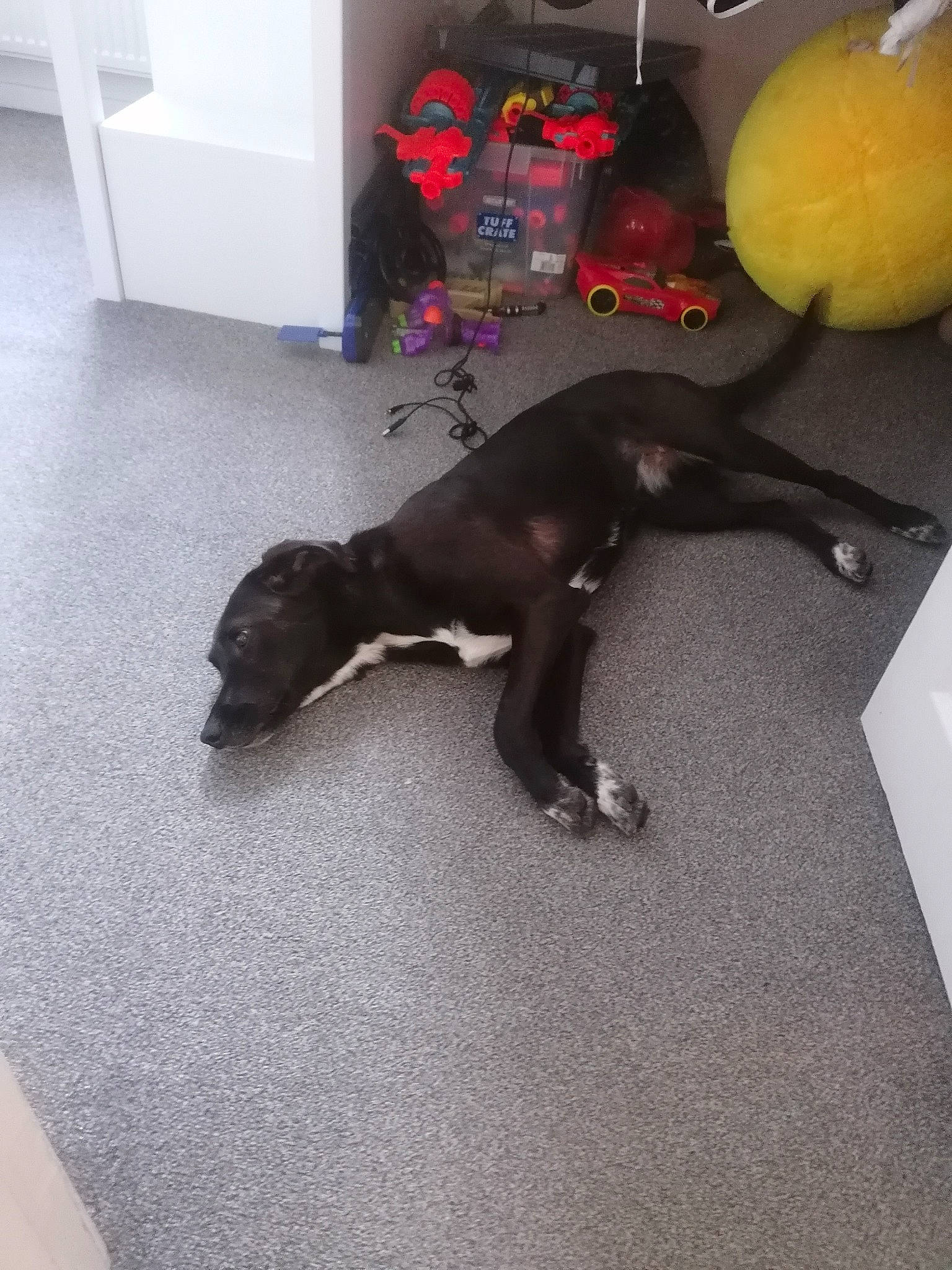 Bena is registered to the contest to win money with this photo: banana, banana_family, canidae, carnivore, comfort, companion_dog, cooking_plantain, dog, dog_breed, floor, flooring, fruit, grey, natural_foods, room, saba_banana, sporting_group, tail, terrestrial_animal, toy