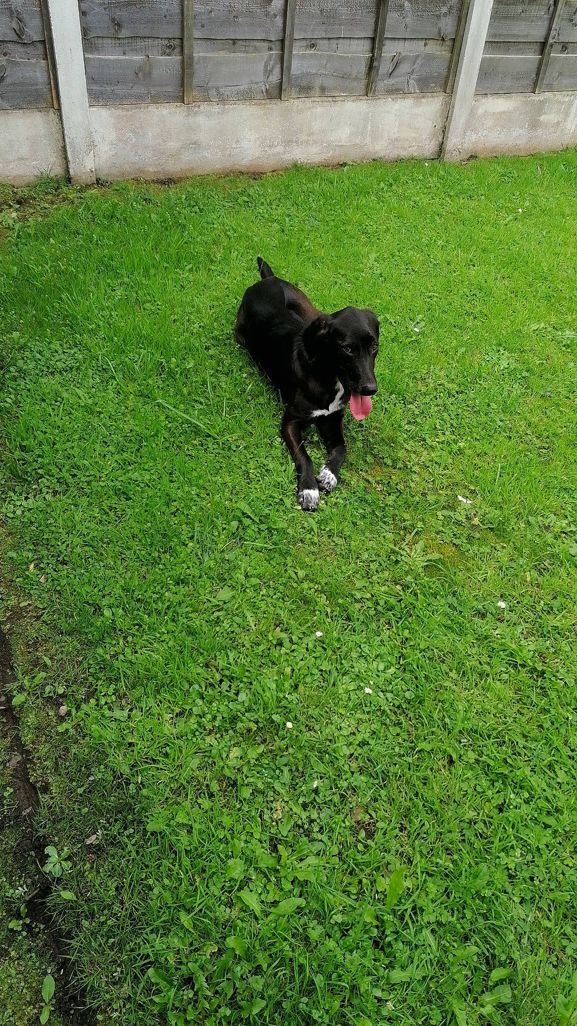 Bena is registered to the contest to win money with this photo: canidae, carnivore, companion_dog, dog, dog_breed, dog_supply, flooring, garden, grass, groundcover, landscaping, lawn, plant, shrub, sporting_group, tail, toy_dog, working_animal, working_dog, yard